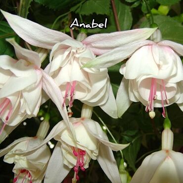 Другие комнатные растения: Продаю Детки!!! (укорененные черенки)сортовых,комнатных фуксий!Цена — 16