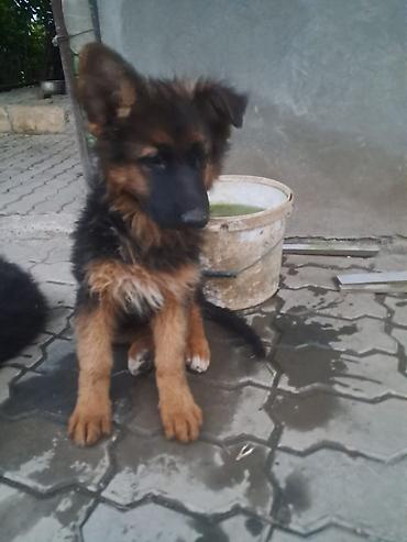 kangal itləri: Alman çoban iti, 2 ay, Dişi, Peyvəndli, Ünvandan götürmə — 1