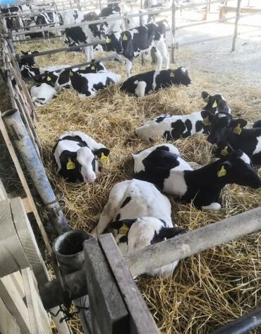 продаю музоо торпок корова самка бык самец айрширская ангус алатауская на забой для разведения на откорм племенные нетель привязанные: Продаю | Корова (самка), Бык (самец), Тёлка | На откорм, На забой, Для разведения | Племенные