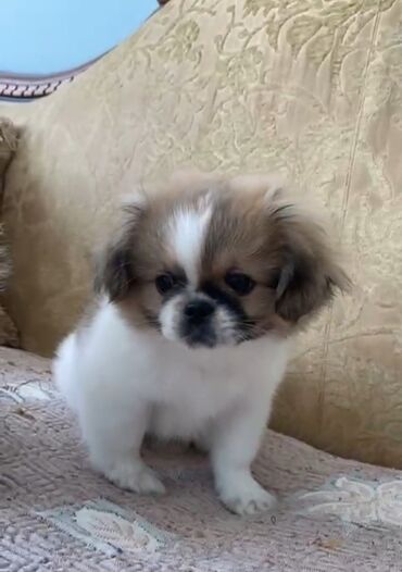 it zvanok: Pekines, 2 ay, Erkek