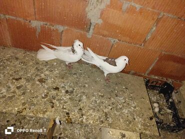 Göyərçinlər: Quslarin heresin öz qiymeti var uçan quslardi optum isdiyen olsa 1i — 9