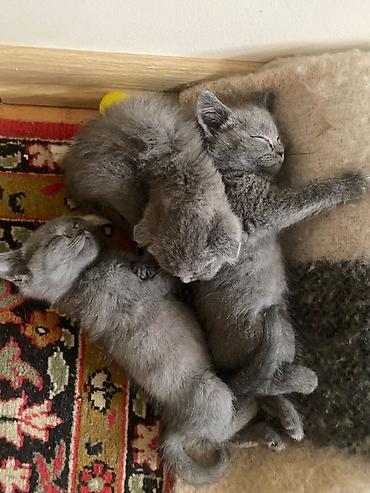 Pişiklər: Yaxşı əllərə -da lalafo.az — 2 Pişiklər: Yaxşı əllərə — 2