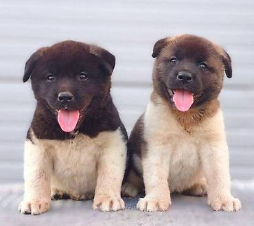 Psi: Američka Akita štenci Odgajivacnica TOP WINNER PUPPY sa ponosom — 1