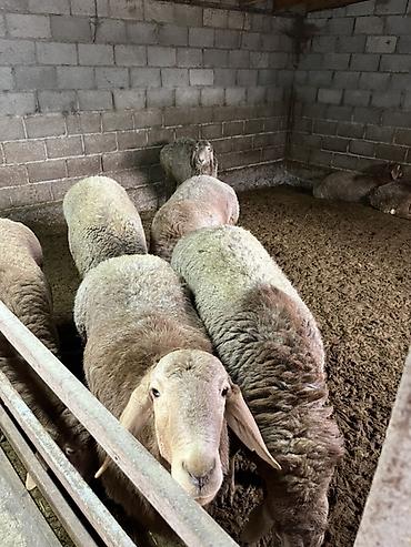 Баран, овца: Продаю | Баран (самец) | Гиссарская | На забой, Для разведения — 1