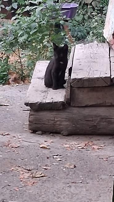 кошка продаётся: Котята домашние - Описание: два котёнка, ласковые и любознательные — 2