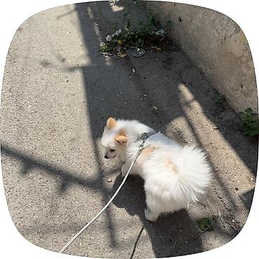pomeranian: Şpitz, 7 ay, Dişi, Peyvəndli — 7