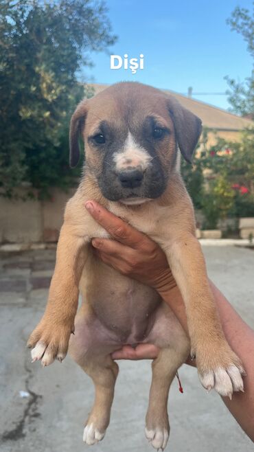 İtlər: Pitbul, 1 ay, Dişi, Ödənişli çatdırılma lalafo.az -da İtlər: Pitbul, 1 ay, Dişi, Ödənişli çatdırılma