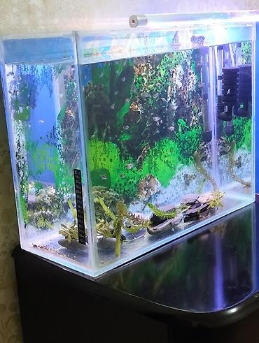 neon balığı: Dördbucaq akvarium, Balıqlarla birlikdə, 35 l — 1