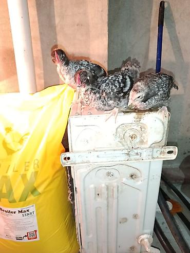 cücə kosin: Toyuq cücələri, Damazlıq, Ünvandan götürmə, Ödənişli çatdırılma, Rayonlara çatdırılma — 6