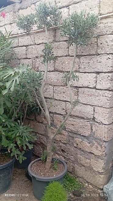 limon ağaçı: Zeytun ağacı – dekorativ formaya salınmış, qabda əkilmiş - Bitki — 4