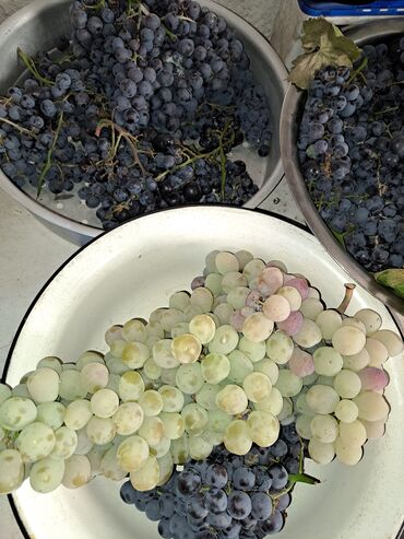 Канцтовары: Продаём хорошую недвижимость сами хозяева в городе!!! Больше фото at lalafo.kg — 11 Канцтовары: Продаём хорошую недвижимость сами хозяева в городе!!! Больше фото — 11