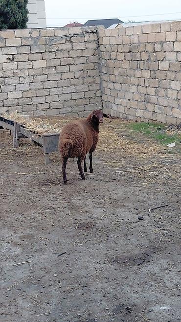 qoyun satış: Quzu satılır ekrək — 5