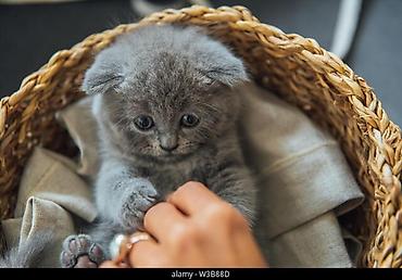 Pişiklər: Şotland yastı qulaq, Erkək, Dişi, Yaxşı əllərə, Ünvandan götürmə, Pulsuz çatdırılma, Ödənişli çatdırılma — 25