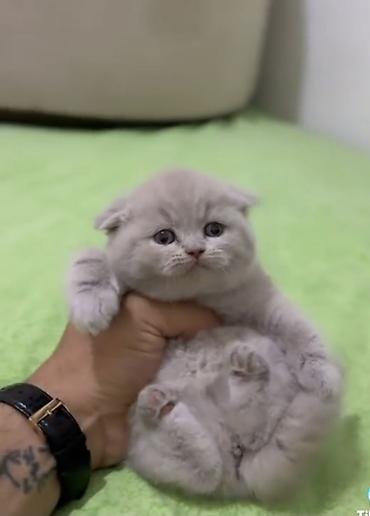 Pişiklər: Şinşilla, Dişi — 23