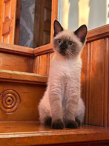 pişik ucuz: Siam, Erkək, Yaxşı əllərə, Ünvandan götürmə, Ödənişli çatdırılma — 4