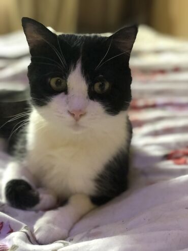 кошки в добрые руки: 1 год, Мальчик