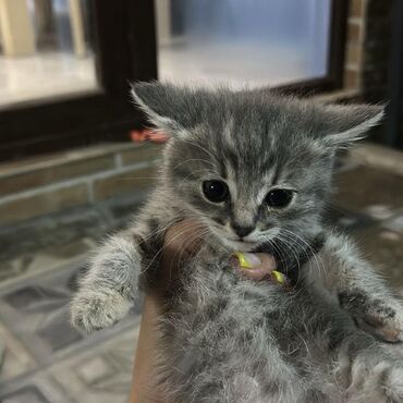 pişik cüt: Şotland, Dişi, Yaxşı əllərə, Ödənişli çatdırılma