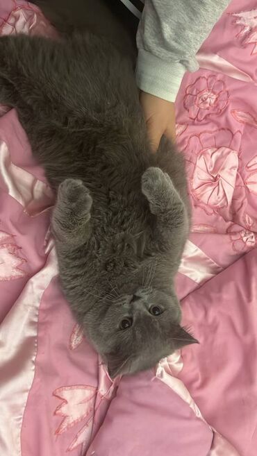 Pişiklər: Şotland, Erkək — 16