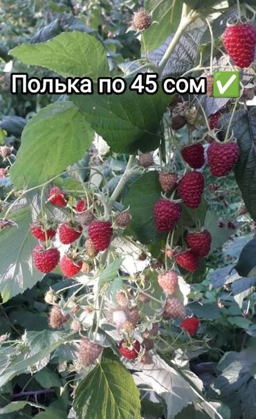 семена кортошки: Көчөттөр : Малина, Акысыз жеткирүү, Акылуу жеткирүү