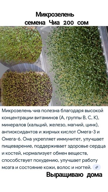 бытовая химия бишкек: Зелень и микрозелень, Микрозелень, В розницу, Самовывоз, Платная доставка