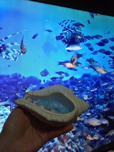 Digər ev dekoru: Sifariş öncədən qəbul olunur — 13