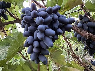 Виноград: Виноград В розницу — 3