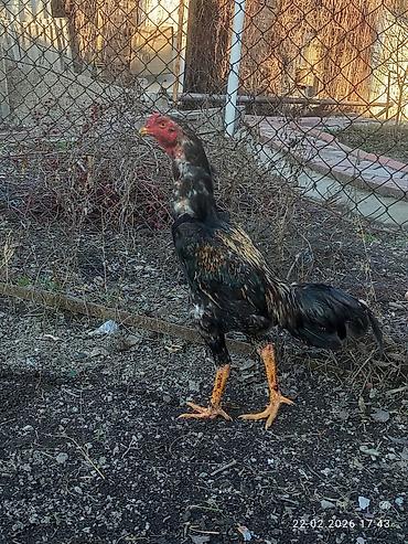 Куры, петухи: Продаю | Петух | Для разведения — 12