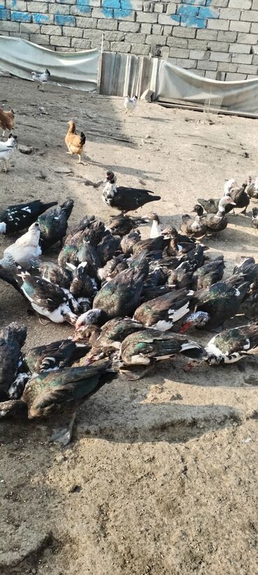Ördəklər: Muscovy (barbar) ördəkləri – iri sürü - Rənglər: qara-yaşıl — 6