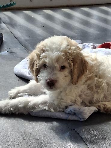 Psi: Rasni štenci – rase Lagotto Romagnolo (belo–braon) oznaka, mekanog — 4