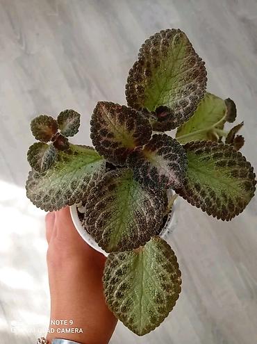 Otaq bitkiləri: Сциндапсус N-Joy — 9