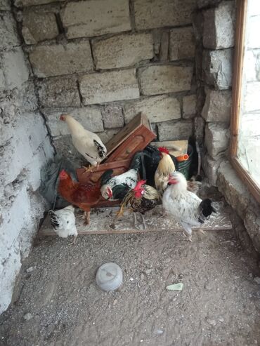 Inəklər, öküzlər: Toyuq, Damazlıq