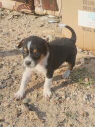 İtlər: 1 ay, Dişi, Ünvandan götürmə — 1