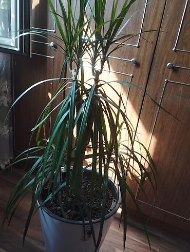 драцены: Драцена маргината (Dracaena marginata), крупное комнатное растение в — 6