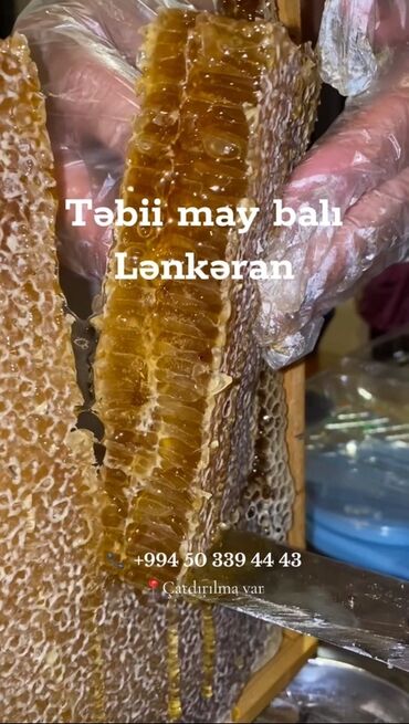 bitki toxumlarinin satisi: 100% Təbii qatqısız bal 📌 Kampaniya: 4kq süzülme bal alana 1banka lalafo.az -da bitki toxumlarinin satisi: 100% Təbii qatqısız bal 📌 Kampaniya: 4kq süzülme bal alana 1banka