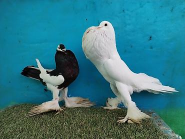 Göyərçinlər: Satilir pomeran Dutular 2 Cut Var cutu 120 Manatdi Bir cut Ag Qara Var — 10