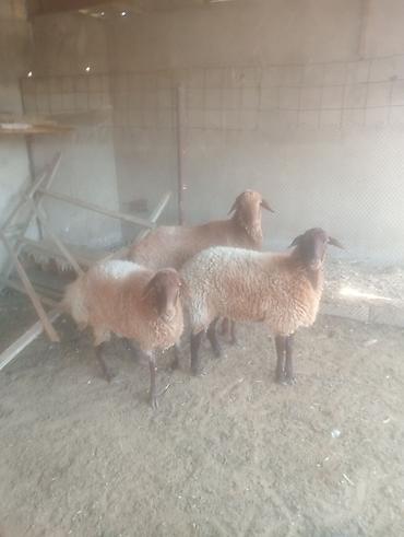 Dişi, il: 1, Ətlik lalafo.az -da Dişi, il: 1, Ətlik
