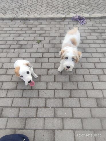 it qiymətləri: Pekines, 4 ay, Dişi lalafo.az -da it qiymətləri: Pekines, 4 ay, Dişi