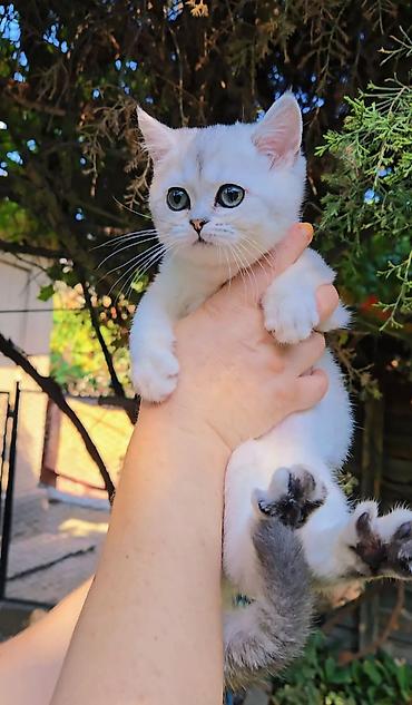 кошка мальчик: Шотландские котята — 9