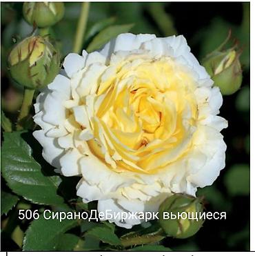 Rose saplings: Кустовые розы — сорта: - Э Шропшир Эд (№534): густомахровые — 19