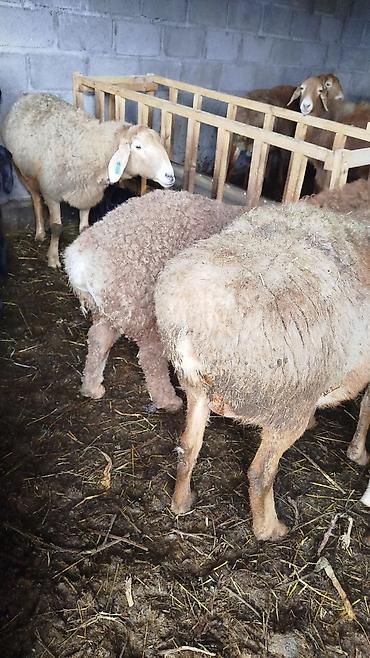 Баран, овца: Продаю | Овца (самка) | Для разведения | Матка — 5