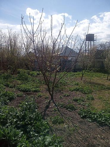 4 otaqli yeni tikili evler: 6 sot, Tikinti, Mülkiyyətçi, Kupça (Çıxarış) — 6