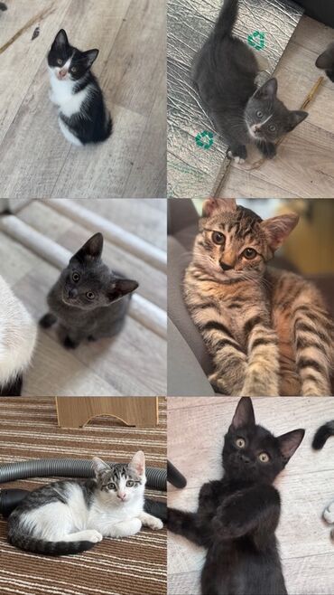 отдам породистых котят: Карабалта 🐾 Ищем самые добрые руки для малышей! 🐾 Отдам 6 котят в
