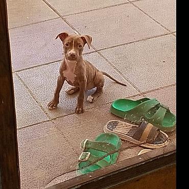 balaca cücə: Pitbul, Peyvəndli — 1