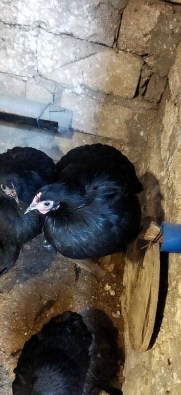 Toyuqlar: Toyuq, Damazlıq — 10