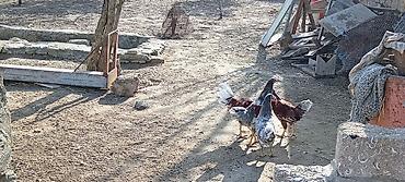 Toyuqlar: Toyuq, Damazlıq — 2