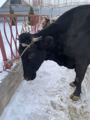 Коровы, быки: Продаю | Корова (самка) | Алатауская, Симментальская | На откорм, Для разведения, Для молока | После отела — 9