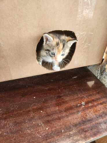 Pişiklər: Dişi — 4