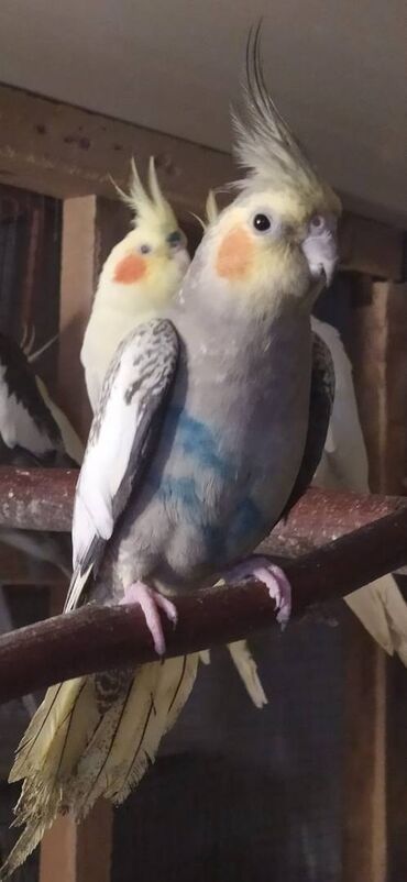 Tutuquşları: Diqqet quslarin altinin ve yerinin temizliyine fikir verin — 5