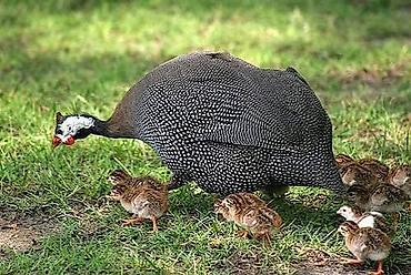 goy su: Məhsul: Qvineya quşu (Helmeted Guinea Fowl) Təsvir: - Növ: Numida — 1