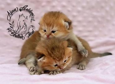 Продажа кошек: Скотиш Фолд (Шотландская вислоухая), 1 месяц, Мальчик, Золотая шиншилла, Приучена к лотку — 1